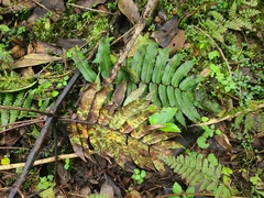 Blechnum