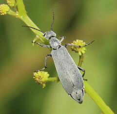 Epicauta floridensis