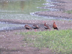 Dendrocygna autumnalis