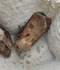 Agrotis exclamationis