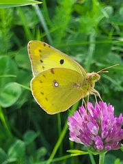 Colias