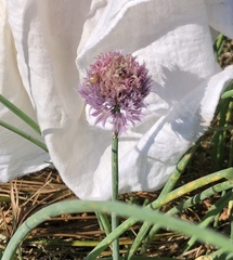 Allium schoenoprasum