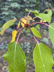 Populus balsamifera