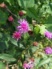Vernonia noveboracensis