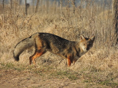 Lycalopex gymnocercus