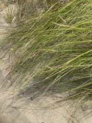 Sporobolus pumilus