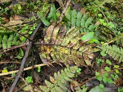 Blechnum