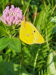 Colias