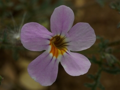 Oxalidaceae