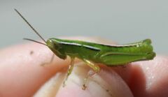 Aptenopedes sphenarioides