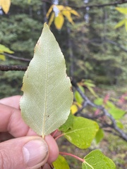 Populus balsamifera