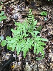 Sceptridium dissectum