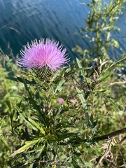 Cirsium discolor