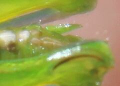 Aptenopedes sphenarioides