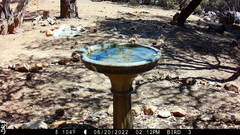 Baeolophus inornatus