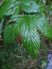 Dasineura ulmaria
