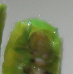 Aptenopedes sphenarioides