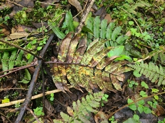Blechnum