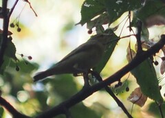 Phylloscopus collybita