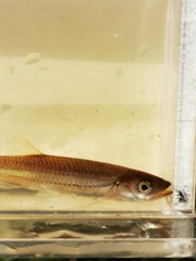 Notropis rubellus