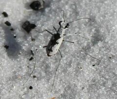 Ellipsoptera hirtilabris
