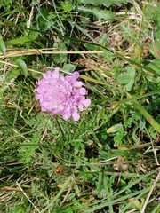 Dipsacoideae