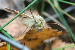 Helicoverpa armigera