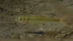 Cyprinella proserpina