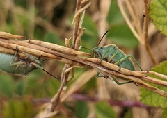 Chlorochroa uhleri