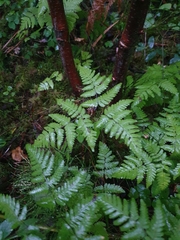 Gymnocarpium dryopteris
