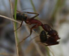 Camponotus socius