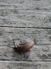 Triodopsis hopetonensis