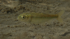 Cyprinella proserpina