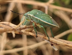 Chlorochroa uhleri