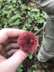 Gyroporus purpurinus
