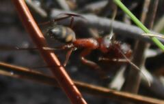 Camponotus socius