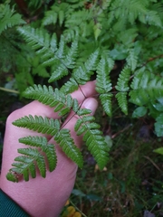 Gymnocarpium dryopteris