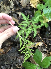 Sceptridium dissectum