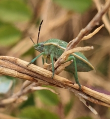 Chlorochroa uhleri