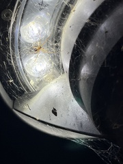 Latrodectus hesperus