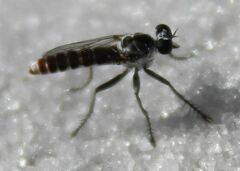 Stichopogon abdominalis