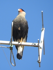 Caracara plancus