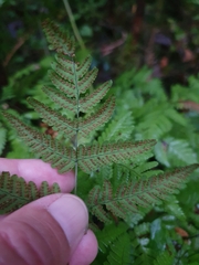 Gymnocarpium dryopteris