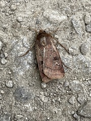 Diarsia rubi