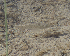 Cyprinodon variegatus