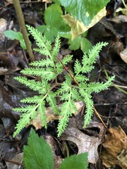 Sceptridium dissectum