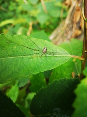 Dicranopalpus