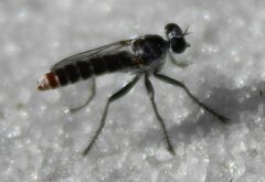 Stichopogon abdominalis