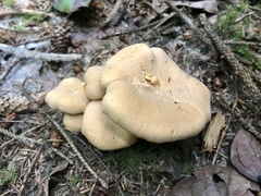 Cantharellus formosus