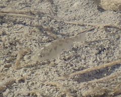 Cyprinodon variegatus